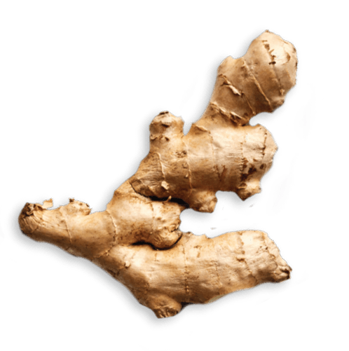 Ginger